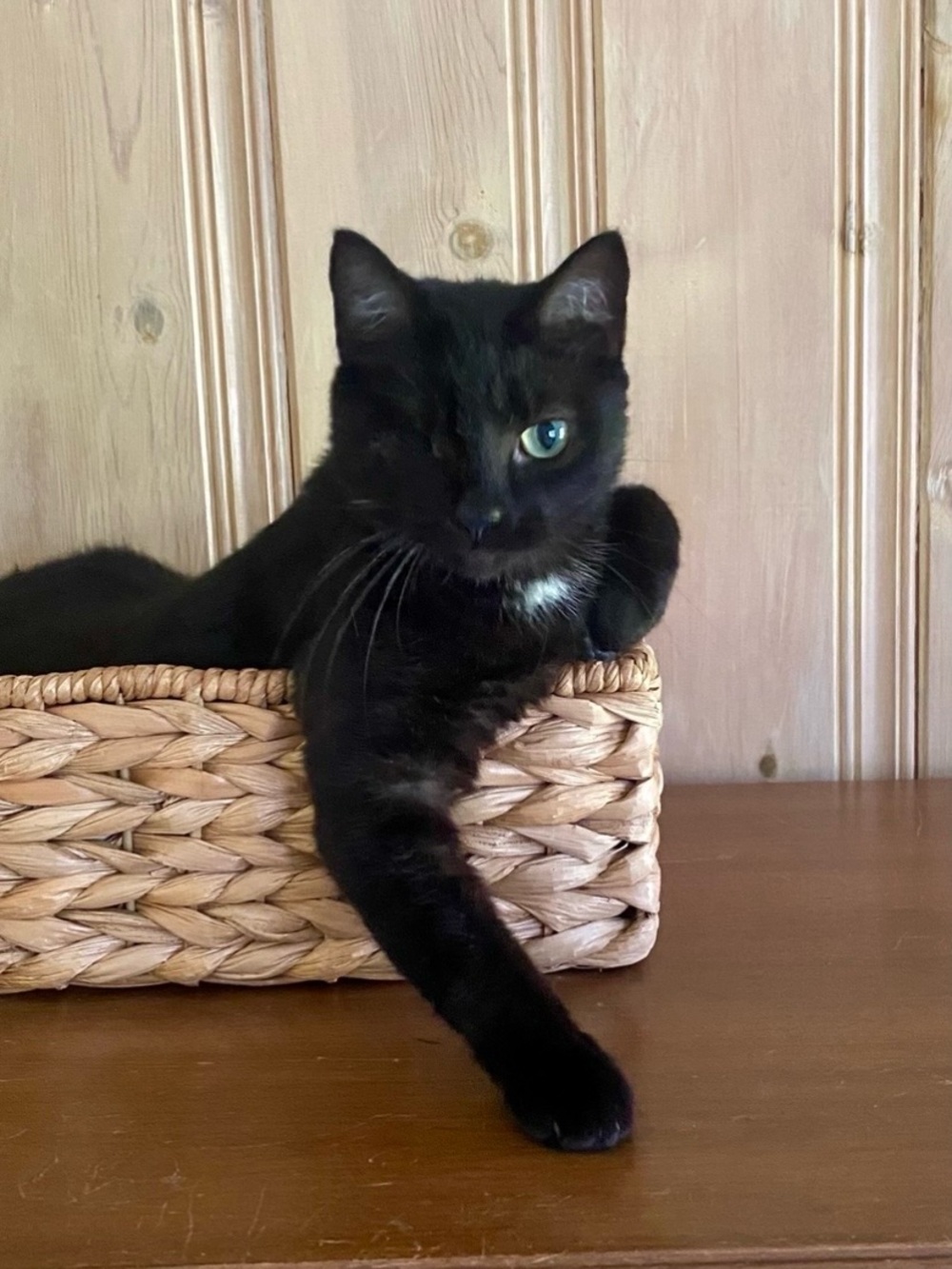 OUR ADORABLE UNA! 🐈‍⬛